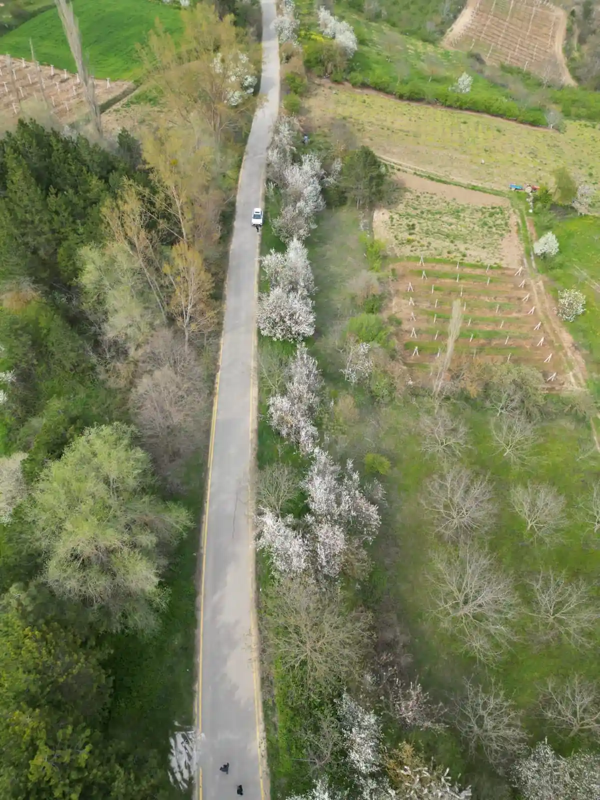 Geyve Yaylak’ta Asfalt Yola Cephe Verimli Meyve Bahçesi - 1.651 m² Müstakil Tapu